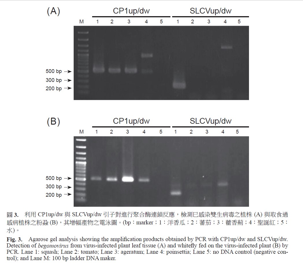 Agarose gel analysis showing the amplification products obtained by PCR with CP1up/dw and SLCVup/dw. Detection of begomovirus from virus-infected plant leaf tissue (A) and whitefly fed on the virus-infected plant (B) by PCR. Lane 1: squash